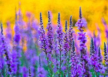 20分钟视频演示《异度神剑3》雪原地图试玩