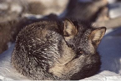 《龙背上的农家》将于4月28日正式上架PS4