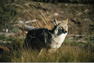 即刻体验刺激和冒险！在《过山车之星2》中开启完美的一天！